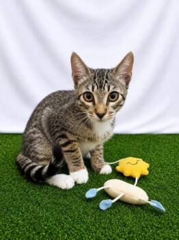 Opossum -  Domestic Short Hair Cat for Adoption in Covington, Louisiana - Opossum | PetCurious