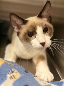 Dusty -  Domestic Short Hair Cat for Adoption in Ocala, Florida - Dusty | PetCurious