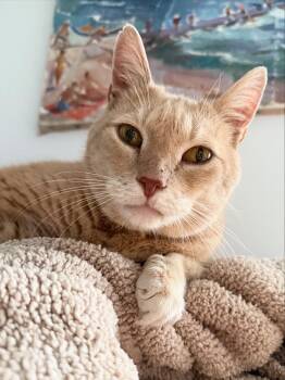 Domestic Short Hair Cats Available for Adoption - Melon | PetCurious