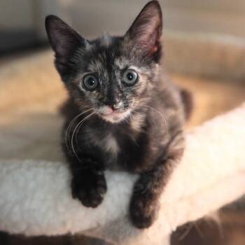 Credenza -  Domestic Short Hair Cat for Adoption in Charlotte, North Carolina - Credenza | PetCurious