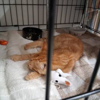 McGrath Stray 2 -  Domestic Short Hair Cat for Adoption in Chilliwack, British Columbia - McGrath Stray 2 | PetCurious