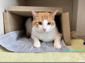 Domestic Short Hair Cats Available for Adoption - KOOKOO | PetCurious