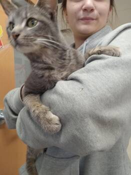 Domestic Short Hair Cats Available for Adoption - Deena | PetCurious