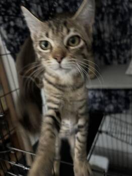 Sparx 5264 -  Domestic Short Hair Cat for Adoption in Dallas, Texas - Sparx 5264 | PetCurious