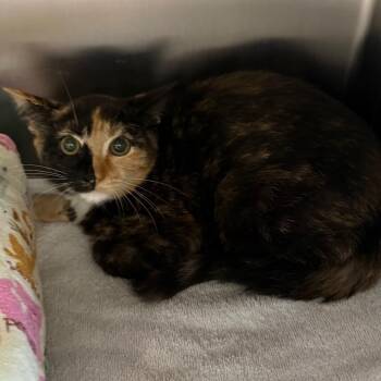 Robin -  Domestic Short Hair Cat for Adoption in Sarasota, Florida - Robin | PetCurious