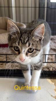 Rescue Domestic Medium Hair Cats for Adoption in Saint Francisville, Louisiana - Quintessa | PetCurious