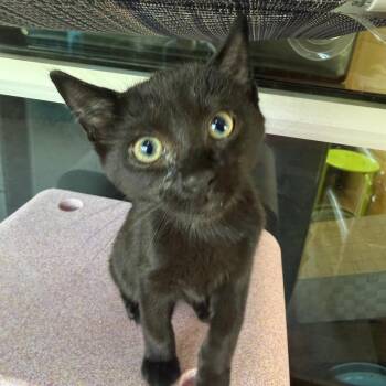 Conner -  Domestic Short Hair Cat for Adoption in Chattanooga, Tennessee - Conner | PetCurious