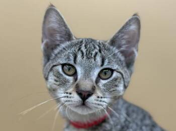 Monica -  Domestic Short Hair Cat for Adoption in Portland, Oregon - Monica | PetCurious