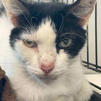 Emily -  Domestic Short Hair Cat for Adoption in Des Moines, Iowa - Emily | PetCurious