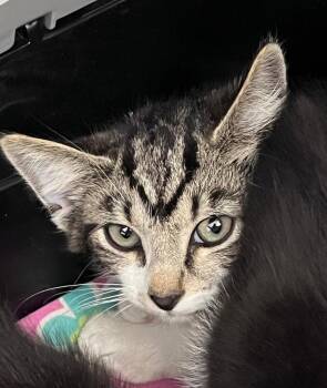 Ohuhu -  Domestic Short Hair Cat for Adoption in Cincinnati, Ohio - Ohuhu | PetCurious