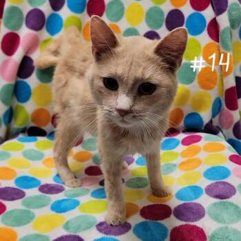 Domestic Short Hair Cats Available for Adoption in Parkersburg, West Virginia - Kazoo | PetCurious