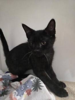Zephyr -  Domestic Short Hair Cat for Adoption in Savannah, Georgia - Zephyr | PetCurious