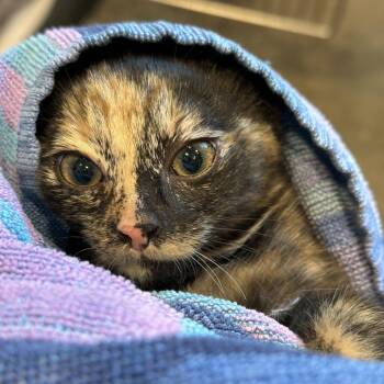 Reba -  Domestic Short Hair Cat for Adoption in Matteson, Illinois - Reba | PetCurious