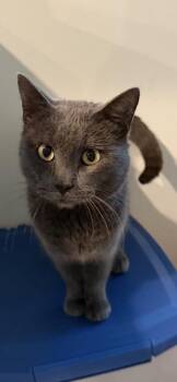 Russian Blue Cats Available for Adoption - Loki | PetCurious