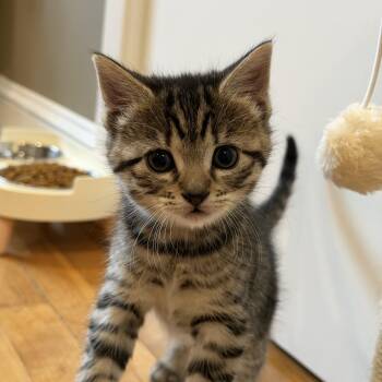 Domestic Short Hair Cats Available for Adoption in Acushnet, Massachusetts - Ivy & Poppy  | PetCurious