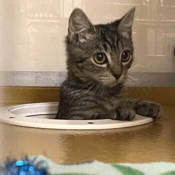 Dollop 54278 -  Domestic Short Hair Cat for Adoption in Las Vegas, Nevada - Dollop 54278 | PetCurious
