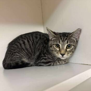 Rescue Domestic Short Hair Cats for Adoption in Troy, Illinois - Fox | PetCurious