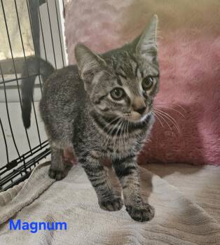 Magnum -  Manx and Tabby Cat for Adoption in Burbank, California - Magnum | PetCurious