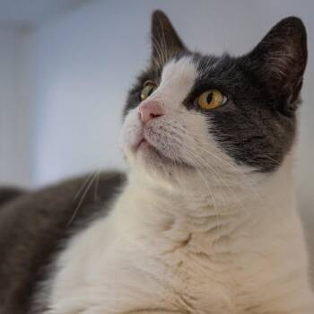 Six Toes -  Domestic Short Hair Cat for Adoption in Fairfax Station, Virginia - Six Toes | PetCurious