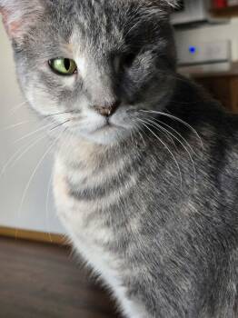 Domestic Short Hair Cats Available for Adoption - Hazel | PetCurious