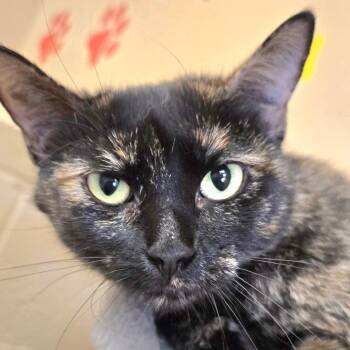 Rescue Domestic Short Hair Cats for Adoption in Wickenburg, Arizona - Tangie | PetCurious