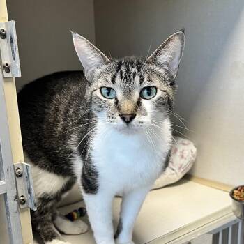 Lucky -  Domestic Short Hair Cat for Adoption in Monticello, Iowa - Lucky | PetCurious