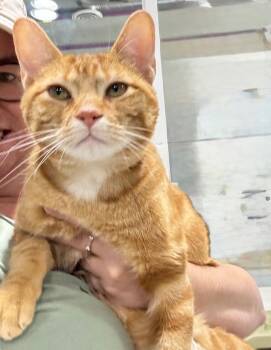 Sorbet 2 IL -  Domestic Short Hair Cat for Adoption in Fort Lupton, Colorado - Sorbet 2 IL | PetCurious
