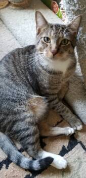 Rescue Domestic Short Hair and Tabby Cats for Adoption in Douglasville, Georgia - Sneakers | PetCurious