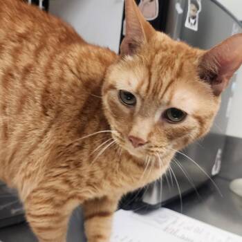 Domestic Short Hair Cats Available for Adoption in Greenville, South Carolina - Leo | PetCurious