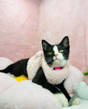 Kendall -  Tuxedo Cat for Adoption in Tavares, Florida - Kendall | PetCurious