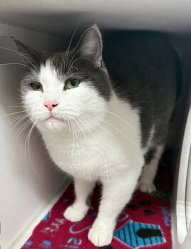 Rescue Domestic Short Hair Cats for Adoption in Rochester, Indiana - Lucky ~ Available At PetSmart Warsaw, IN! | PetCurious