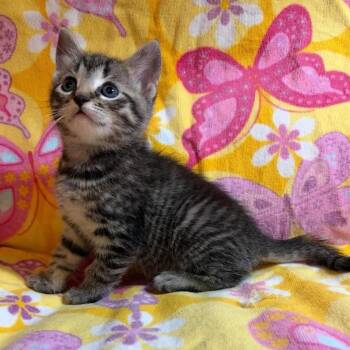 Domestic Short Hair Cats Available for Adoption in Mount Pleasant, South Carolina - Chicken | PetCurious
