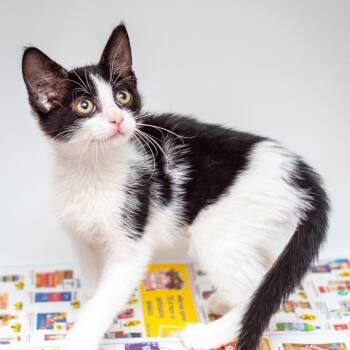 Domestic Short Hair Cats Available for Adoption in Hattiesburg, Mississippi - Boogie | PetCurious
