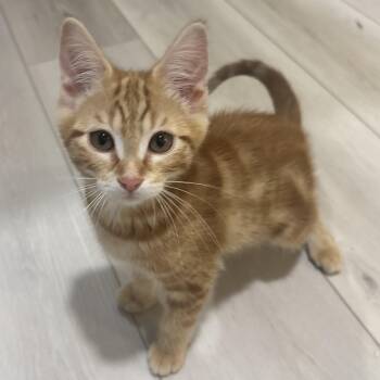 Dizzy (Bonded to Bob the Builder) -  Domestic Short Hair Cat for Adoption in Renton, Washington - Dizzy (Bonded To Bob The Builder) | PetCurious