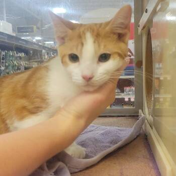 Duke -  Domestic Short Hair Cat for Adoption in Rochester, Minnesota - Duke | PetCurious