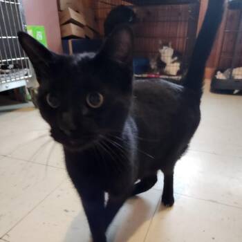 Rescue Domestic Short Hair Cats for Adoption in Rocky Mount, Virginia - Shark Tank | PetCurious