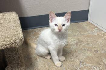 Roadrunner -  Domestic Short Hair Cat for Adoption in Fountain Hills, Arizona - Roadrunner | PetCurious