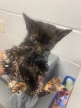 GWEN T. -  Domestic Short Hair Cat for Adoption in St. Cloud, Florida - GWEN T. | PetCurious