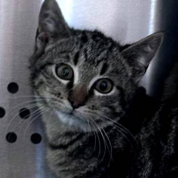 American Shorthair Cats Available for Adoption - Beek | PetCurious