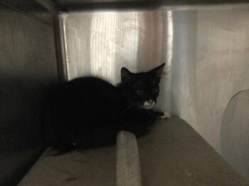 A1931671 -  Domestic Medium Hair Cat for Adoption in Thousand Palms, California - A1931671 | PetCurious