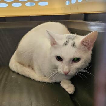 Domestic Short Hair Cats Available for Adoption in Montgomery, Alabama - Bunny | PetCurious