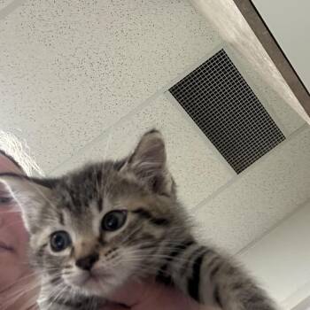 Snickers -  Domestic Short Hair Cat for Adoption in Ottawa, Kansas - Snickers | PetCurious