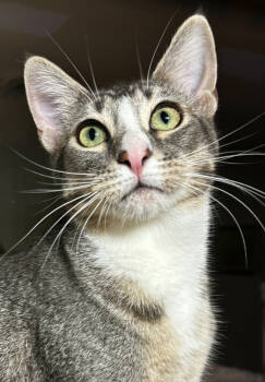 Rescue Domestic Short Hair Cats for Adoption in Salinas, California - Elliott | PetCurious