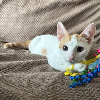 Aussie -  Domestic Short Hair Cat for Adoption in League City, Texas - Aussie | PetCurious