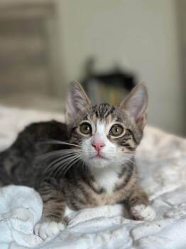 Taylor -  Tabby and Domestic Short Hair Cat for Adoption in Walnut Creek, California - Taylor | PetCurious