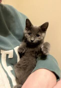 Rescue Domestic Short Hair and Russian Blue Cats for Adoption in Wilmington, North Carolina - Trudy – A Truly Gorgeous Russian Blue Mix | PetCurious
