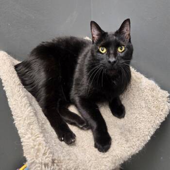 Domestic Short Hair and Manx Cats Available for Adoption in Buffalo, New York - Pootie | PetCurious