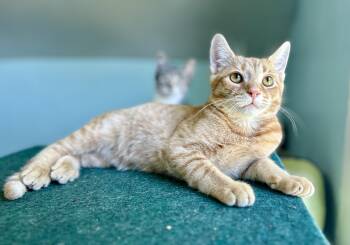 Paris -  Domestic Short Hair Cat for Adoption in Guelph, Ontario - Paris | PetCurious