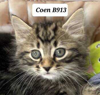 Domestic Long Hair Cats Available for Adoption in Morganton, North Carolina - Coen | PetCurious