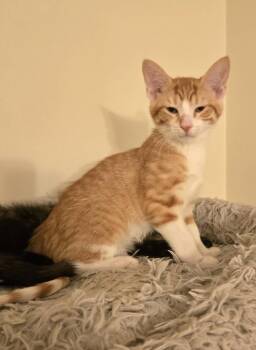 Irvin -  Domestic Short Hair Cat for Adoption in Walled Lake, Michigan - Irvin | PetCurious